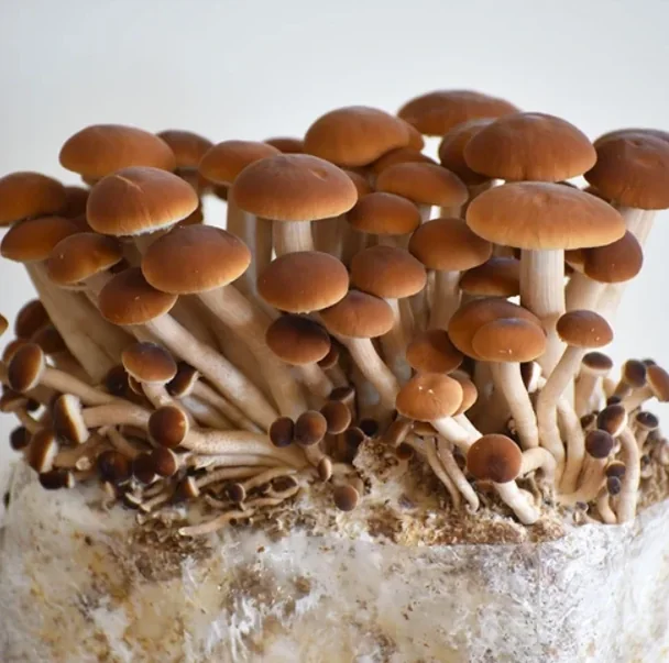 A dense flush stood up on a fully colonised block